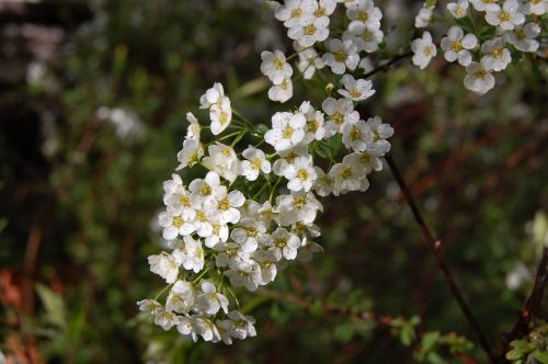 flowers white spring