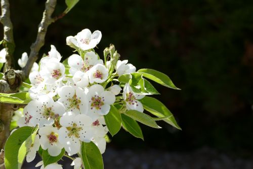 flowers white blossom blossom