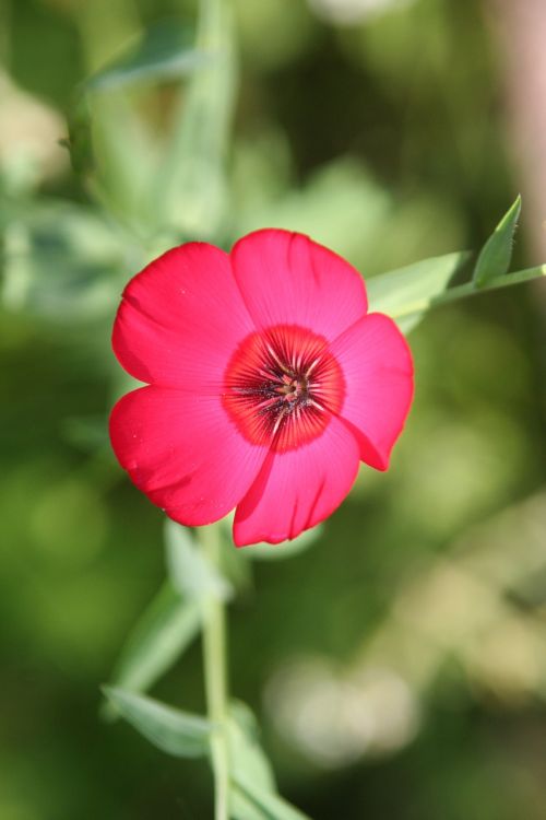 flowers petals rod