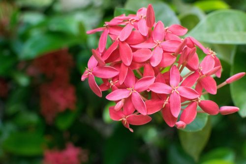 flowers pink flowers pink