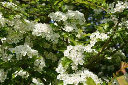 flowers white the hawthorns