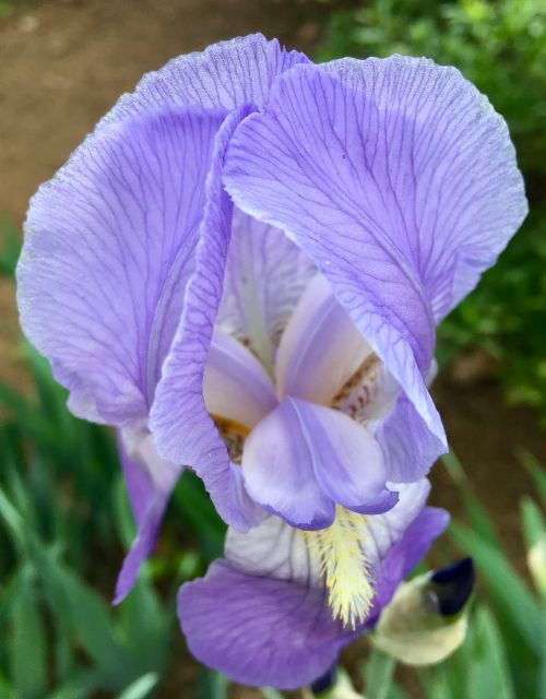 flowers springtime iris