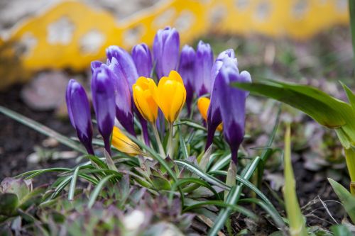 flowers crocuses spring