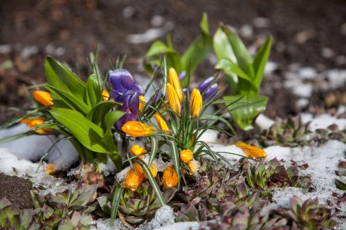 flowers crocuses spring