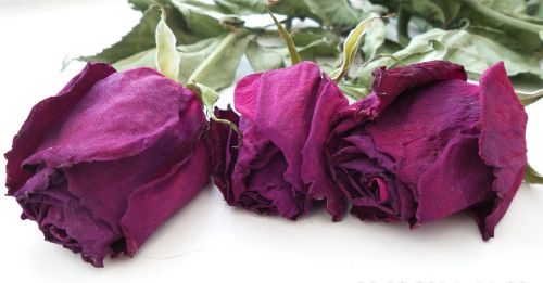 flowers dry roses