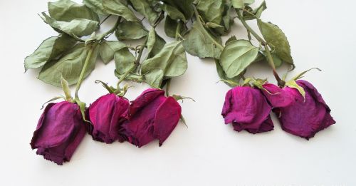 flowers dry roses