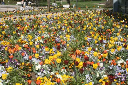 flowers spring meadow