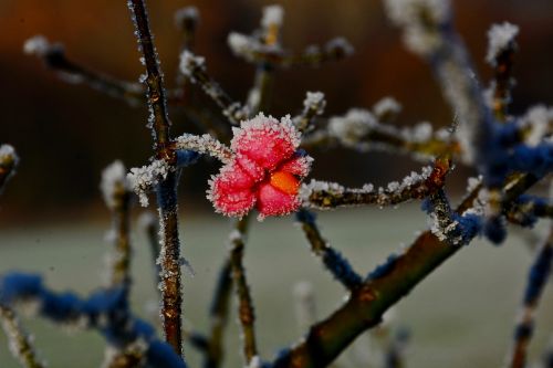 flowers brina winter