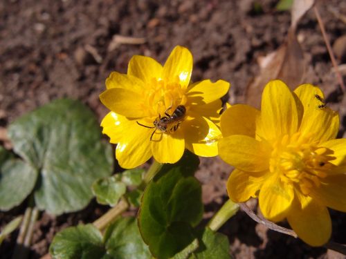 flowers yellow flowers spring