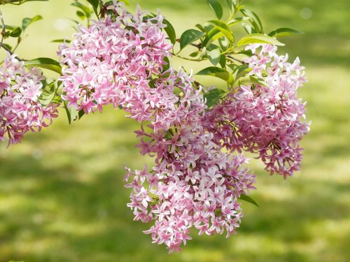 flowers lilac nature