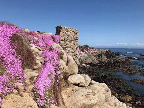 flowers rocks scenery