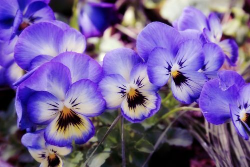 flowers garden violets