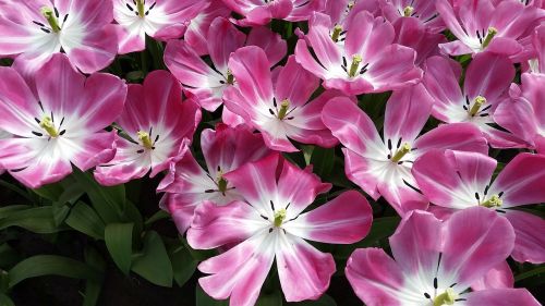 flowers tulips pink