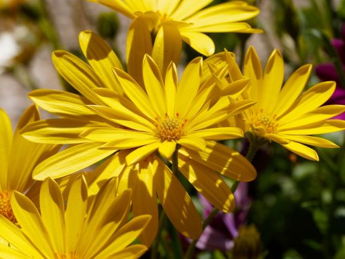 flowers margarita cape town marguerite