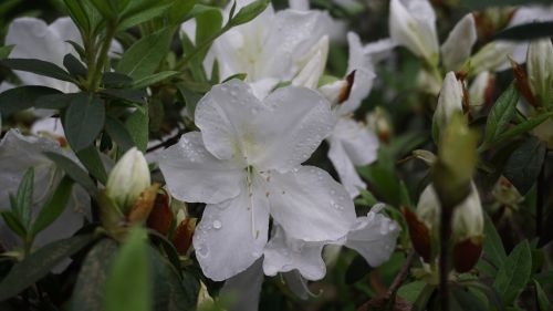 flowers natural plant