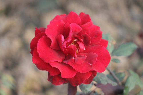 flowers chandigarh rose