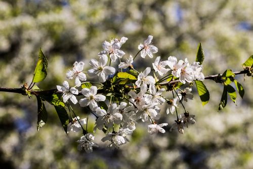 flowers spring tree