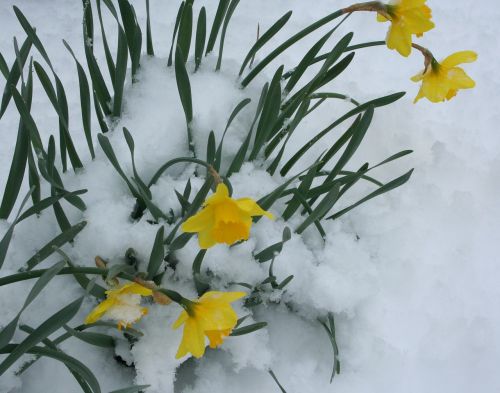 flowers daffodils snow