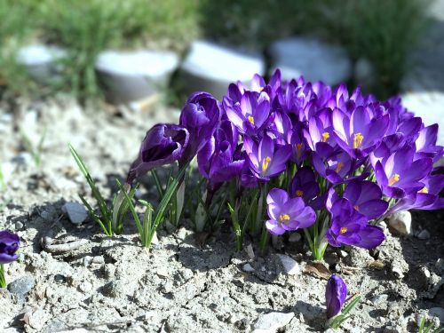 flowers spring violet