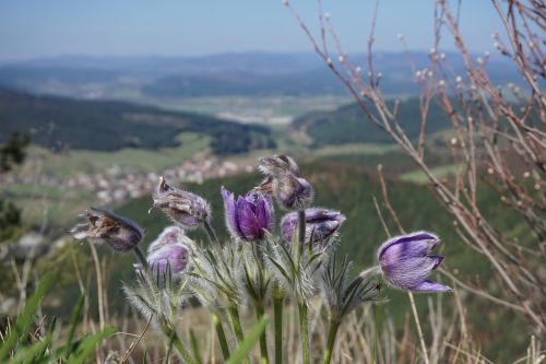 flowers purple bloom