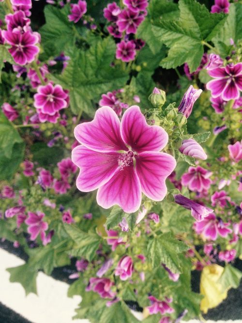 flowers hollyhock nature