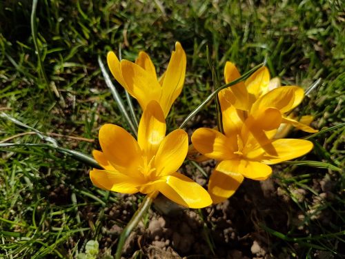 flowers spring crocus