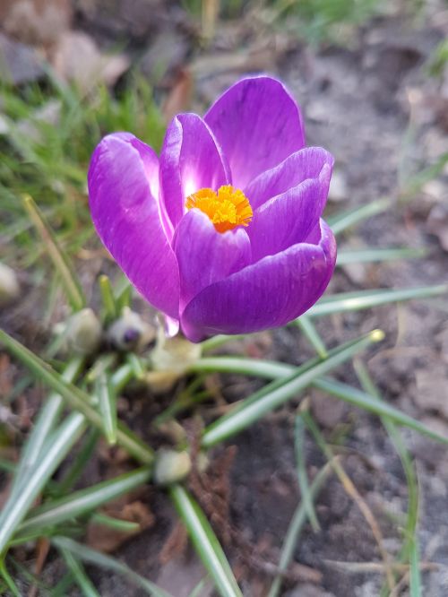 flowers spring crocus