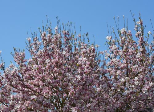 flowers shrub pink flowers