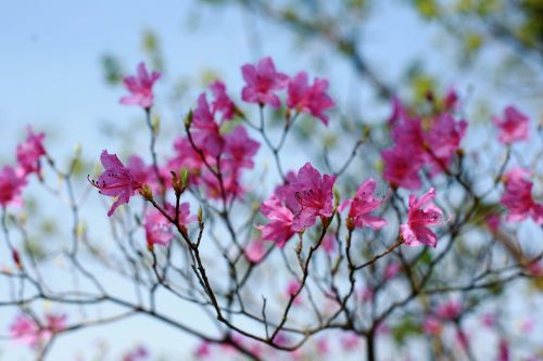 flowers spring landscape