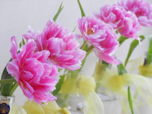 flowers pink tulip