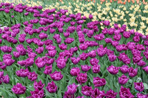 flowers tulips amsterdam