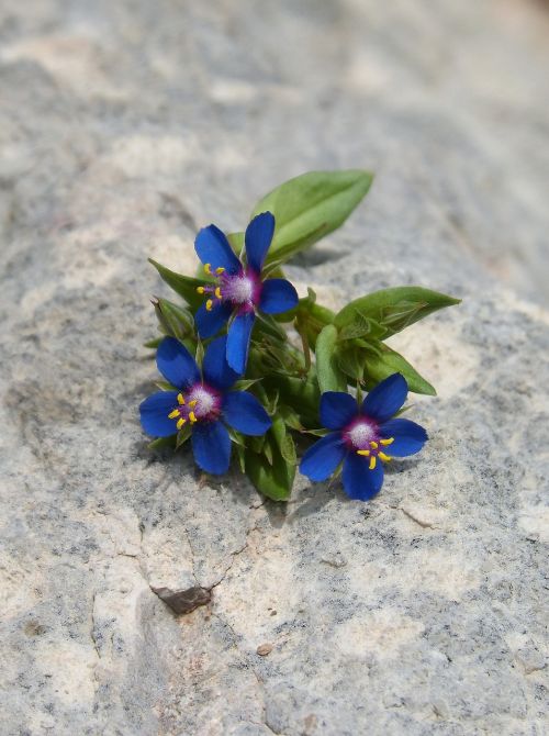 flowers wild flowers blue flowers