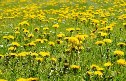 flowers meadow dandelion