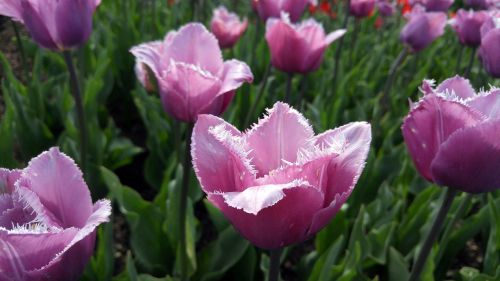 flowers tulips gardens