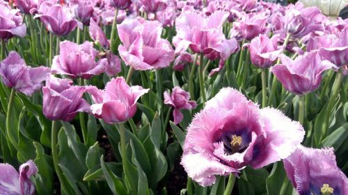 flowers tulips gardens