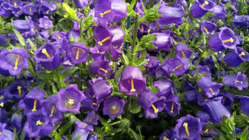 flowers bluebells gardens