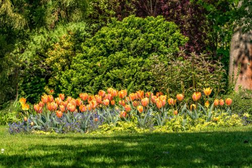 flowers tulips garden