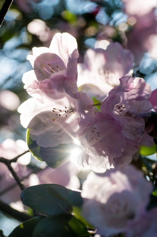 flowers sun light