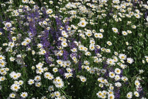 flowers meadow marguerite