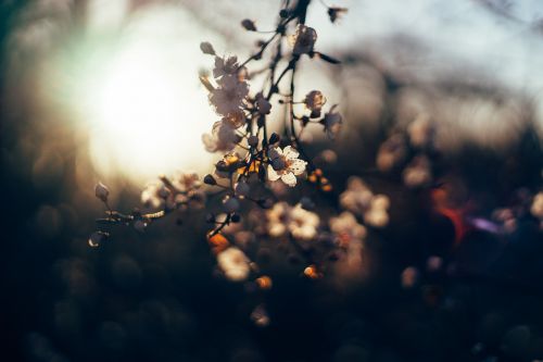 flowers sunset leafs