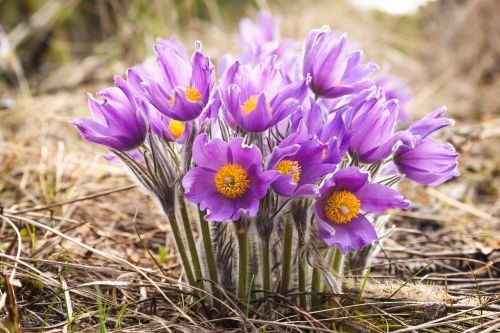 flowers spring plants