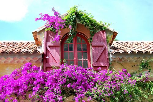 flowers window purple