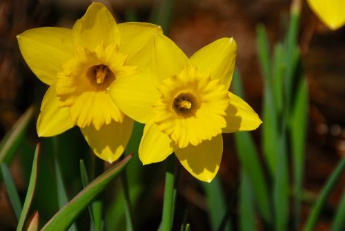 flowers daffodil yellow