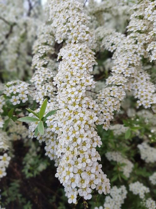 flowers spring bush