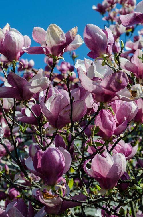 flowers tree magnolia