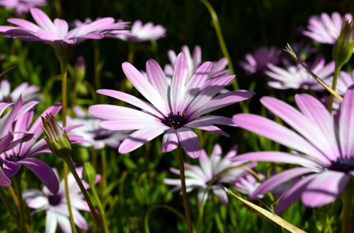 flowers flower meadow daisy