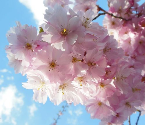 flowers cherry cherry blossom