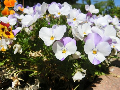 flowers white purple