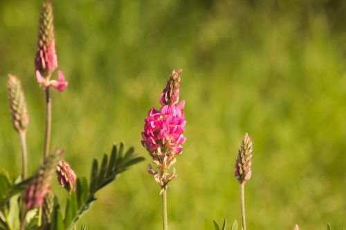 flowers pink nature