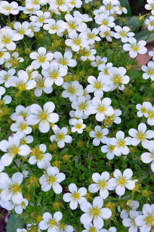 flowers white flower